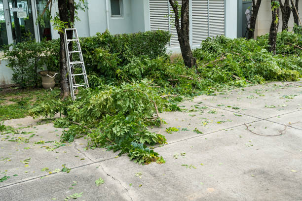 How Our Tree Care Process Works  in  Margaret, AL